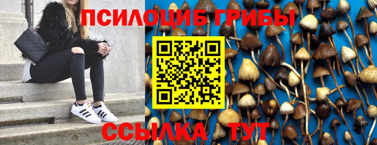 Галлюциногенные грибы Psilocybe Урус-Мартан